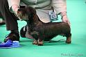 Crufts2011_2 1129